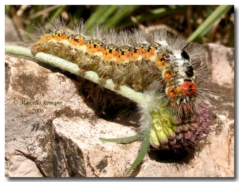 Bruco di Acronicta euphorbiae (Lep. Noctuidae)